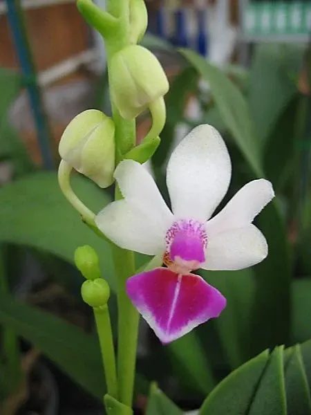 Doritaenopsis Anna Larati 'Soekardi White'