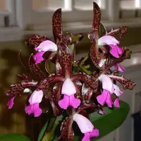 Cattleya tigrina 'Canaima's Voodoo' HCC/AOS sp.