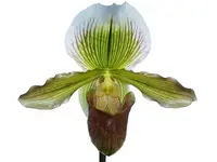 Paphiopedilum Yosemite Moon Ch# 1 x Paph St L C H x Especial Sp 16-1