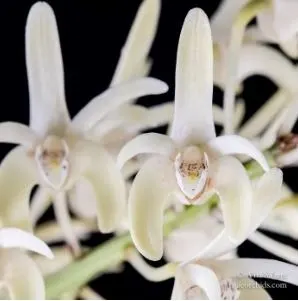 Dendrobium speciosum var pedunculatum