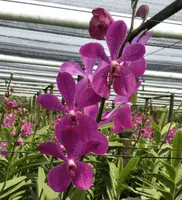 Mokara Anne Kool Blooming size