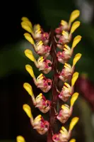 Bulbophyllum falcatum