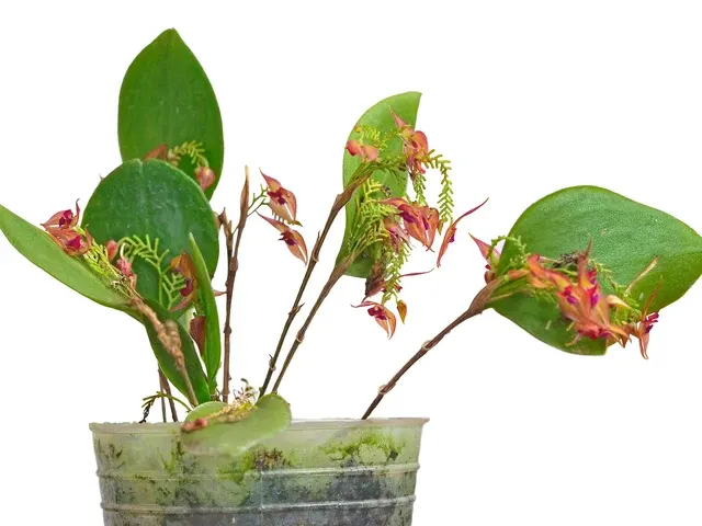 Lepanthes helicocephala (Lepanthes)