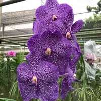 Vanda Wirat x Vanda Gordon Dillon