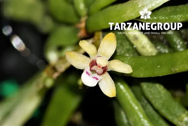 Taeniophyllum hasseltii (Taeniophyllum)