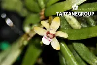 TAENIOPHYLLUM HASSELTII MINIATURE ORCHID MOUNTED