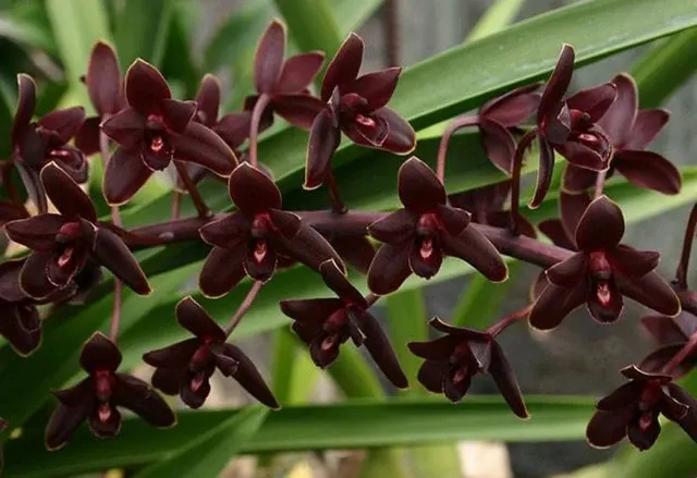 Cymbidium Little Black Sambo 'Black Magic' (Cymbidium)