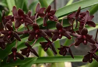 Cymbidium Little Black Sambo "Black Magic" — 10 cm / No