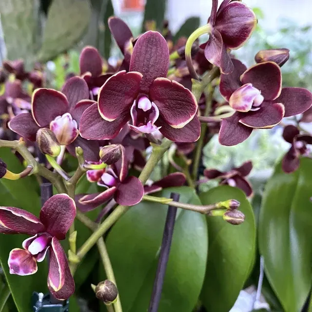 Phalaenopsis Sogo Banana Chocolate D6