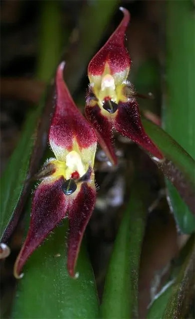 Pleurothallis rabei (Pleurothallis)