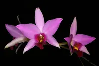 Laelia anceps (Geyserland x Deja Vu) (Mahai)