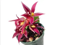 Paphinia cristata