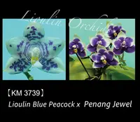 Phalaenopsis LL Blue Pansy (Phal. Lioulin Blue Peacock x Penang Jewel) (3739)