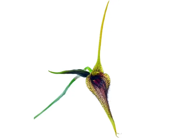 Masdevallia bennettii (Masdevallia)