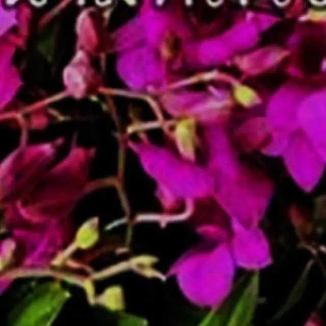 Dendrobium Pink Lady x compactum
