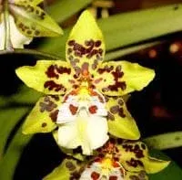 Odontocidium Dorothy Wisnom 'Golden Gate'