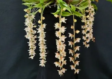 Coelogyne chinensis (Coelogyne)