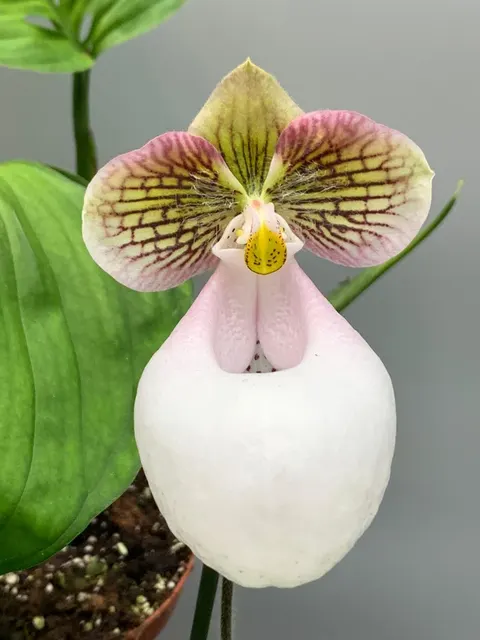 Paphiopedilum micranthum 'Clumb' (Paphiopedilum)