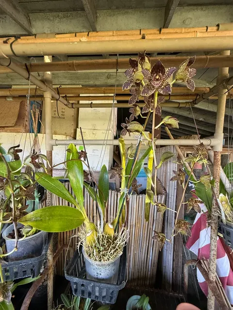 Grammatophyllum Jumbo Grand 'PK' (Grammatophyllum)