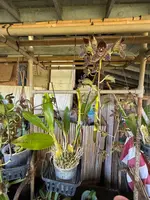 Grammatophyllum Jumbo Grand 'PK' compact orchid with ultra showy dark flowers(one of my favorites) — Not Currently In Bloom or Spike