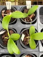 Phalaenopsis equestris fma. alba