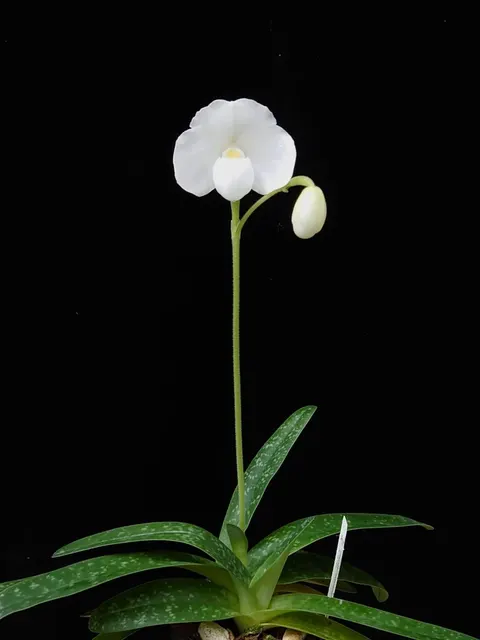 Paphiopedilum niveum 'Albo' (Paphiopedilum)