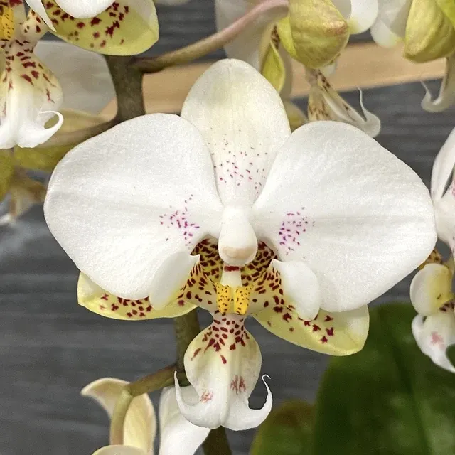 Phalaenopsis Brother Pico Chip