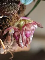Bulbophyllum jingdongense