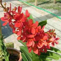 Renanthera Philippinensis X Ascd. Miniatum