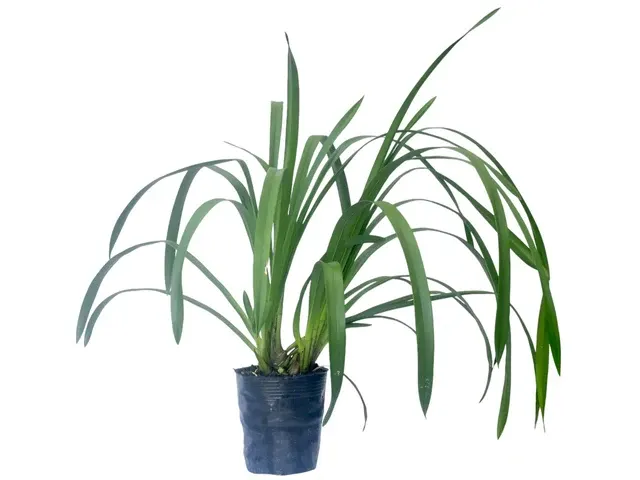 Cymbidium Flamingo H00241 (Cymbidium)