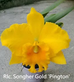 Rhyncholaeliocattleya Songher Gold 'Pington' (Rhyncholaeliocattleya)