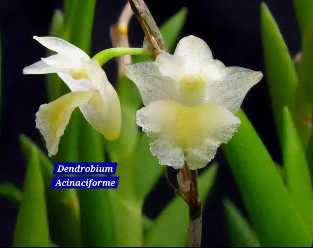 Dendrobium acinaciforme (Dendrobium)