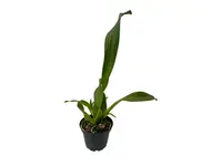 Brassochilum Eclipse
