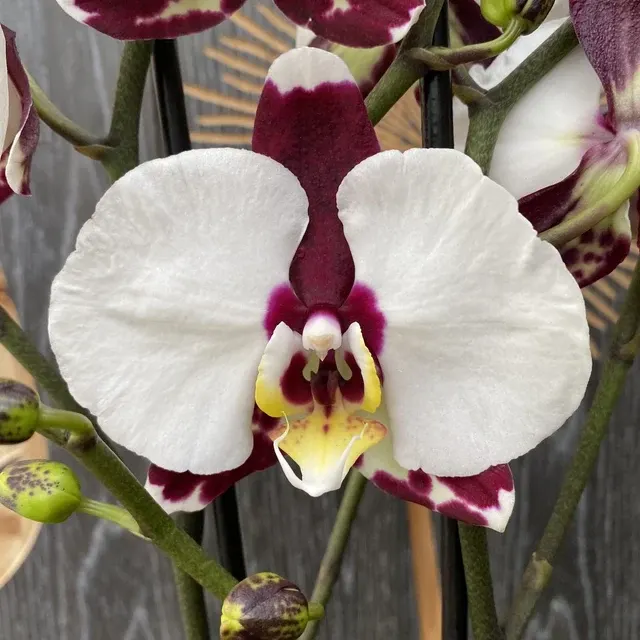 Phalaenopsis Black Magic