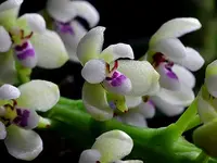 Phalaenopsis Alliance: Tuberolabium kotoense