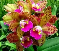 Blooming size, Blc. Waianae Leopard 'Ching Hua' Shipping Included