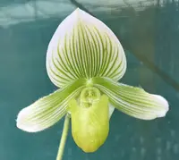 Flowering Size Orchid - Paphiopedilum Midori World 'Handsome' x Hilo Platinum 'Double Premium'