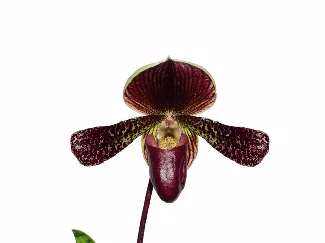 Paphiopedilum Condor (Paphiopedilum)