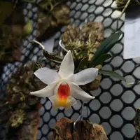 Dendrobium christyanum