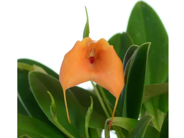 Masdevallia Stephany Vera (Masdevallia)