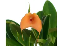 Masdevallia Stephany Vera