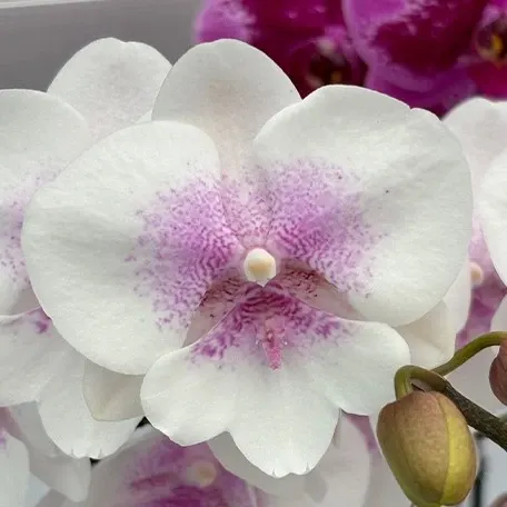 Phalaenopsis SOGO F8603 (Phalaenopsis)