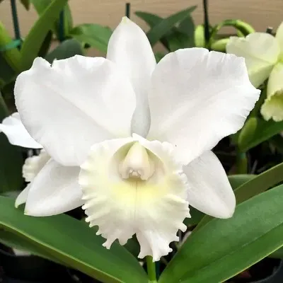 Cattleya Hawaiian Wedding Song