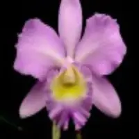 Cattleya Sakurahime