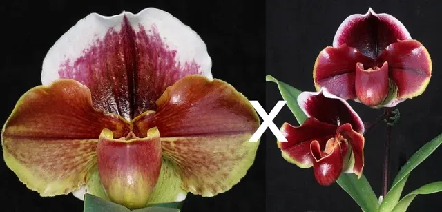 Paphiopedilum Eastern Monarch 'Powerhouse' x Dark Fantasy 'Double Eclipse' (Paphiopedilum)