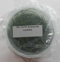 FLASK Brassavola cucullata