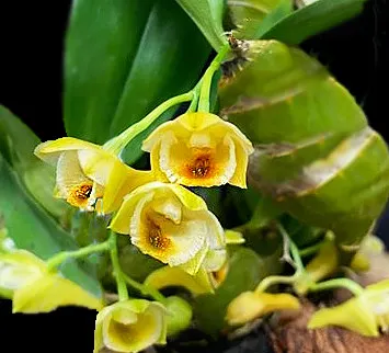 Dendrobium ypsilon (Dendrobium)