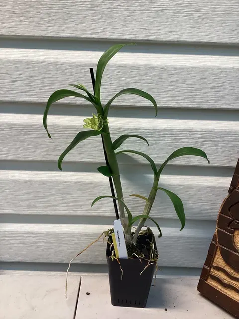 Dendrobium Sakda Blue (Dendrobium)