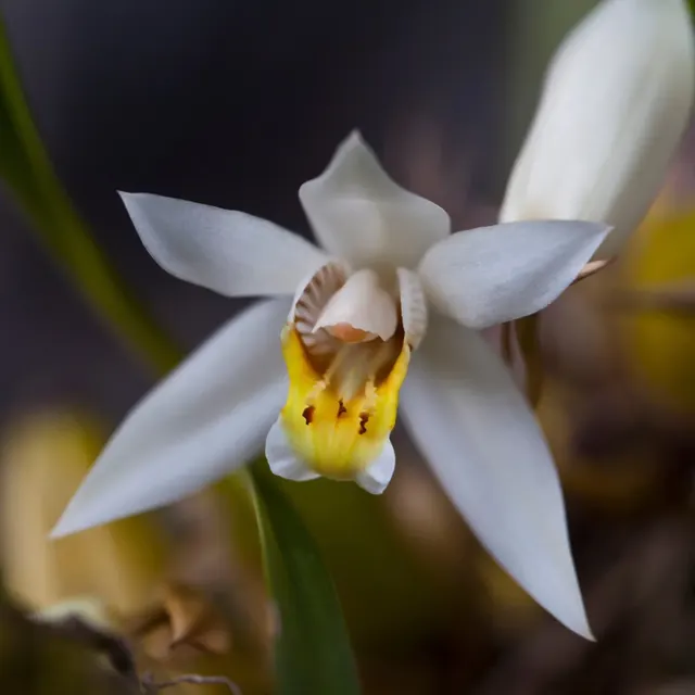 Coelogyne viscosa (Coelogyne)