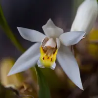 Coelogyne viscosa (rare)